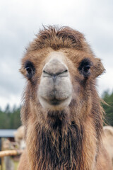 Close up portrait of a furry camel face