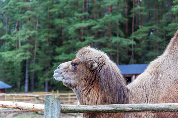 Bactrian Camel with Double Humps in a Farm Enclosure