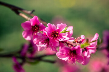 Trees blooming in the spring season (pink flowers)