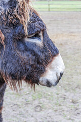 Fototapeta premium Close Up Portrait Of Shaggy Donkey