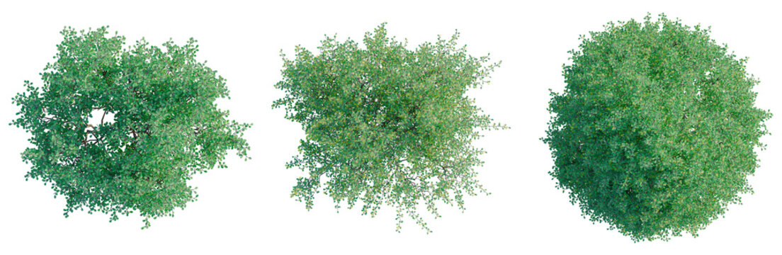 Corokia cotoneaster tree plan, top view, cutout, transparent background, isolate, architecture visualization, Three lush green trees from a bird's eye perspective, perfect for landscaping designs