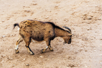 Side View of a Goat in a Rural Setting