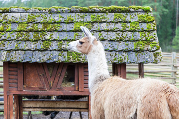 Profile of a White Llama by a Mossy Shed © Jorens