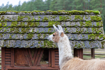 Llama profile standing by mossy wooden shed