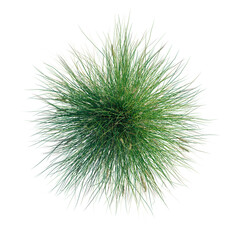 Lomandra confertifolia Seascape tree plan, top view, cutout, transparent background, isolate, architecture visualization, Vibrant Green Grass Bundle with Delicate Seed Heads - Natural Texture
