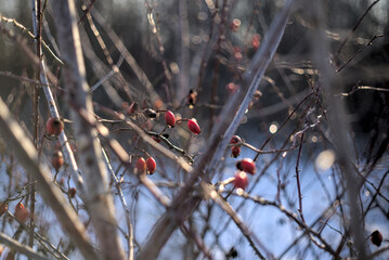 Icy rosehip berries hanging on a branch