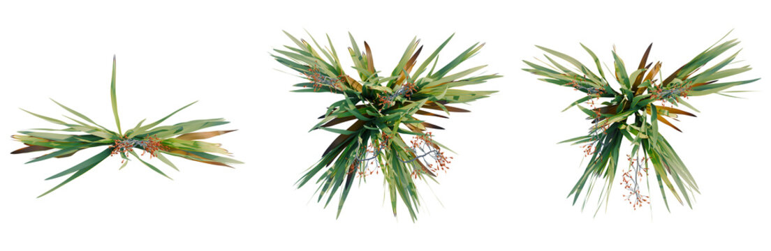 Phormium tenax tree plan, top view, cutout, transparent background, isolate, architecture visualization, Palm leaves and flowers arrangement, botanical elements for design projects