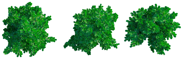 Pittosporum crassifolium tree plan, top view, cutout, transparent background, isolate, architecture visualization, Lush Green Tree Canopy - Realistic Botanical Elements for Design Projects