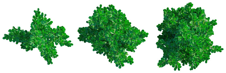 Obraz premium Pittosporum crassifolium tree plan, top view, cutout, transparent background, isolate, architecture visualization, Vibrant Green Lily Turf Grass with Delicate White Flowers, Perfect for Landscaping