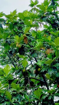 Breadfruits and green leaves on the tree during the rain
