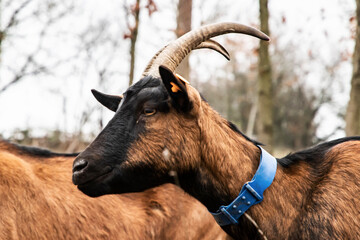 Close-up portrait of Alpine goat with horns on rustic mountain farm during autumn winter season