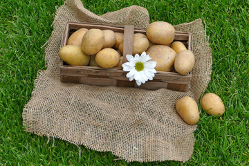 A basket of fresh potatoes.