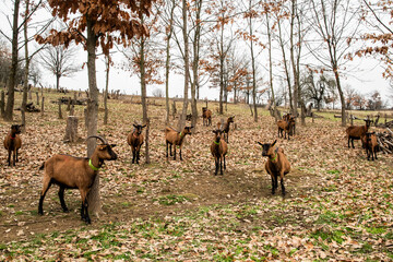 Herd of alpine goats grazing in woodland pasture during autumn winter season, rustic farming and sustainable agriculture concept