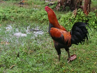 Red and black rooster standing in a rural grass field. perfect for agricultural and livestock