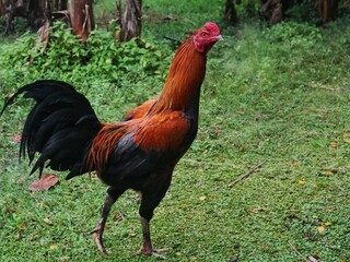 Red and black rooster standing in a rural grass field. perfect for agricultural and livestock