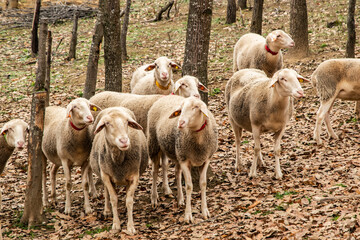 Flock of Lacaune sheep grazing in wooded mountain pasture during late autumn, showcasing traditional rural livestock farming