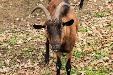Close-up portrait of Alpine goat with horns on rustic mountain farm during autumn winter season