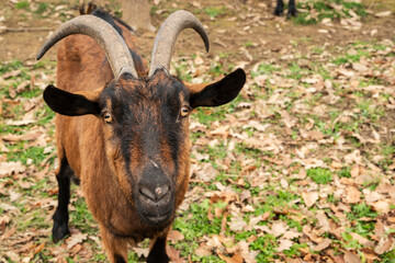 Close-up portrait of Alpine goat with horns on rustic mountain farm during autumn winter season