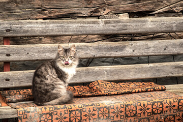 Fluffy domestic cat sitting on a rustic wooden bench against traditional village house wall in a quiet rural setting.