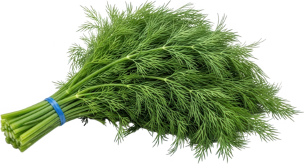 A fresh bunch of bright green dill herb tied with a blue rubber band showcasing its delicate feathery fronds and thick stems food ingredient seasoning transparent background