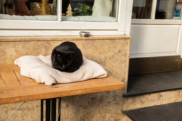 A cared-for black street cat sleeping warmly outside a local restaurant, symbolizing compassion, kindness, and everyday humanity.