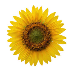 Fototapeta premium Single Sunflower Bloom Isolated Black Background