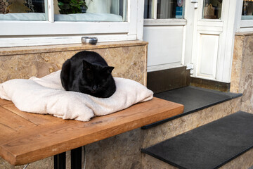 A cared-for black street cat sleeping warmly outside a local restaurant, symbolizing compassion, kindness, and everyday humanity.