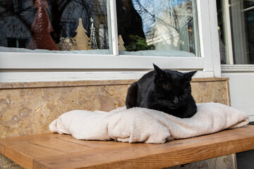 A cared-for black street cat sleeping warmly outside a local restaurant, symbolizing compassion, kindness, and everyday humanity.