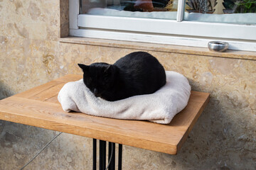 A cared-for black street cat sleeping warmly outside a local restaurant, symbolizing compassion, kindness, and everyday humanity.