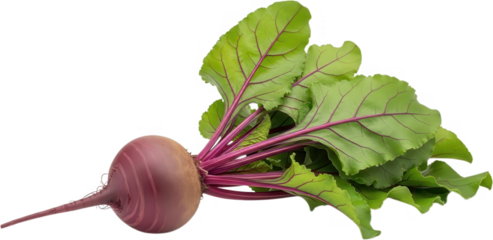 A whole fresh beetroot with vibrant green leaves and dark purple veins showcasing its reddish purple root and long taproot vegetable root vegetable garden transparent background