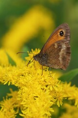 Obraz premium Delicate Brown Gatekeeper , Pyronia tithonus Butterfly Rest on Bright Yellow Wildflower Blossom, Macro Photography