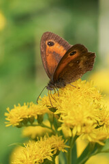 Fototapeta premium Delicate Brown Gatekeeper , Pyronia tithonus Butterfly Rest on Bright Yellow Wildflower Blossom, Macro Photography