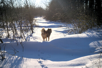 A dog walks alone on a snowy park