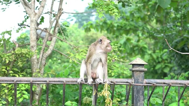 Monkey Sitting on Metal Fence Rail.