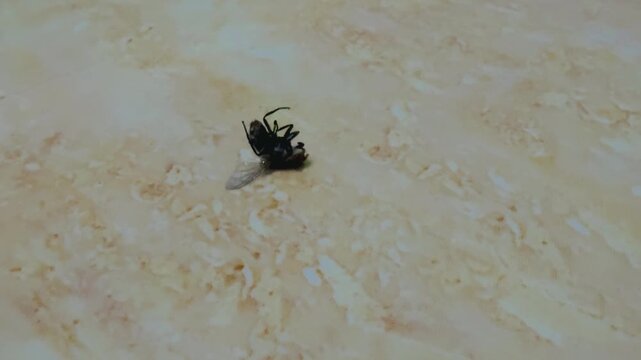 Houseflying dying because of bug spray on floor