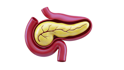 3D Illustration of the Pancreas and Duodenum
