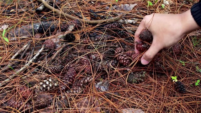 Close up of hand collecting dry pine cones for campfire kindling from forest floor covered in brown needles. Person gathering natural firewood in Southeast Asian pine plantation.