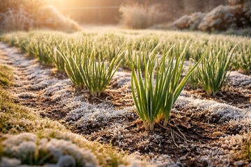 winter onion garden on sunlight