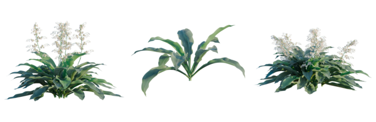 Arthropodium cirratum tree, front view, cutout, transparent background, isolate, architecture visualization, Lush green foliage of lilies with delicate blooms, botanical arrangement png cutout