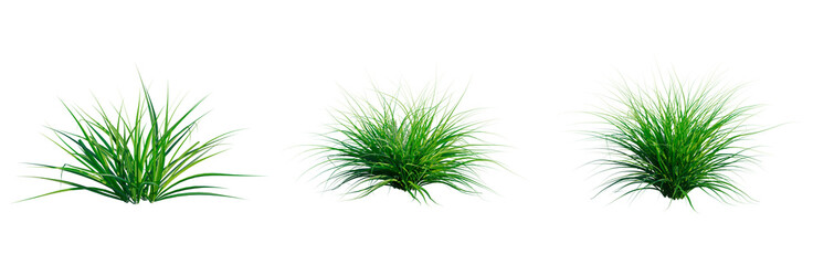 Astelia banksii tree, front view, cutout, transparent background, isolate, architecture visualization, Three Tufts of Vibrant Green Grass, Perfect for Spring and Summer Designs © DH Tree Stock