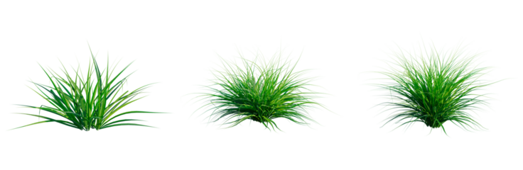 Astelia banksii tree, front view, cutout, transparent background, isolate, architecture visualization, Three Tufts of Vibrant Green Grass, Perfect for Spring and Summer Designs