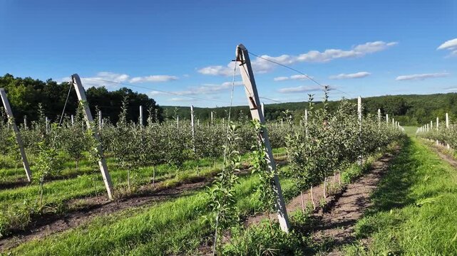Panoramic shot of a young apple orchard. The scene highlights fresh growth, clean spacing, and the calm atmosphere of a developing agricultural landscape.