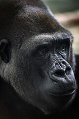 Expressive Close-Up Portrait of a Western Gorilla