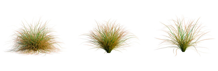 Carex testacea tree, front view, cutout, transparent background, isolate, architecture...