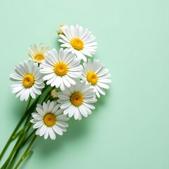 Obraz premium Fresh and Bright Daisies on a Soft Mint Green Background for Floral Design, Spring Decor, or Nature Themes