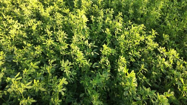 Close-up view of alfalfa plants growing in a cultivated field, gently moving in a light breeze. The footage emphasizes natural texture, fresh greenery, and calm agricultural scenery.