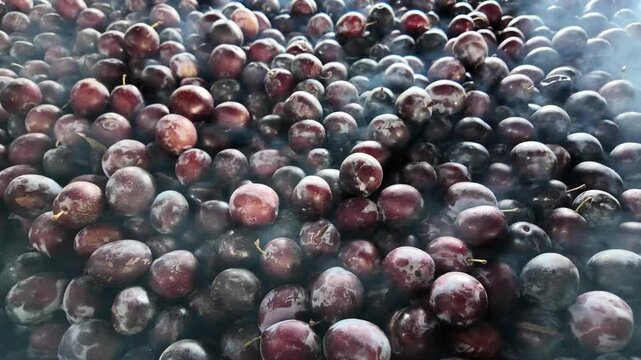 A traditional rural plum drying kiln filled with hundreds of kilograms of fresh plums. Smoke rises through the fruit, showing the authentic process of making prunes using natural wood-fired drying.