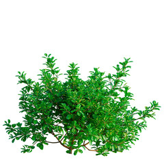 Obraz premium Coprosma repens tree, front view, cutout, transparent background, isolate, architecture visualization, Lush Green Bush with Vibrant Foliage - Perfect for Nature Designs