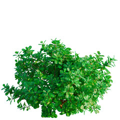 Obraz premium Coprosma repens tree, front view, cutout, transparent background, isolate, architecture visualization, Lush Green Shrubbery for Botanical Designs and Natural Backgrounds