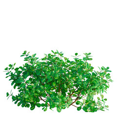 Obraz premium Coprosma repens tree, front view, cutout, transparent background, isolate, architecture visualization, Lush Green Bush with Vibrant Foliage - Perfect for Natural Scene Compositions